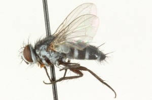 ( - CNC DIPTERA 104674)  @12 [ ] CreativeCommons - Attribution (2011) CNC/CBG Photography Group Centre for Biodiversity Genomics
