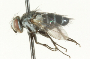  ( - CNC DIPTERA 104675)  @12 [ ] CreativeCommons - Attribution (2011) CNC/CBG Photography Group Centre for Biodiversity Genomics