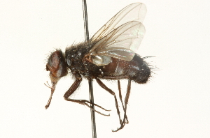  ( - CNC DIPTERA 104685)  @12 [ ] CreativeCommons - Attribution (2011) CNC/CBG Photography Group Centre for Biodiversity Genomics