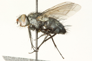  ( - CNC DIPTERA 104691)  @12 [ ] CreativeCommons - Attribution (2011) CNC/CBG Photography Group Centre for Biodiversity Genomics