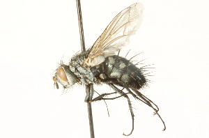  ( - CNC DIPTERA 104692)  @13 [ ] CreativeCommons - Attribution (2011) CNC/CBG Photography Group Centre for Biodiversity Genomics