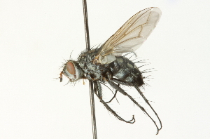  ( - CNC DIPTERA 104693)  @13 [ ] CreativeCommons - Attribution (2011) CNC/CBG Photography Group Centre for Biodiversity Genomics