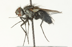  ( - CNC DIPTERA 104694)  @11 [ ] CreativeCommons - Attribution (2011) CNC/CBG Photography Group Centre for Biodiversity Genomics