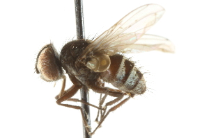 (Strongygaster triangulifera - CNC DIPTERA 104726)  @14 [ ] CreativeCommons - Attribution (2011) CNC/CBG Photography Group Centre for Biodiversity Genomics