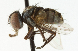  (Strongygaster sp - CNC DIPTERA 104732)  @14 [ ] CreativeCommons - Attribution (2011) CNC/CBG Photography Group Centre for Biodiversity Genomics