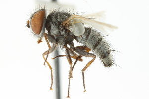  (Acemya - CNC DIPTERA 104758)  @14 [ ] CreativeCommons - Attribution (2011) CNC/CBG Photography Group Centre for Biodiversity Genomics