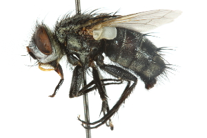  ( - CNC DIPTERA 104878)  @14 [ ] CreativeCommons - Attribution (2011) CNC/CBG Photography Group Centre for Biodiversity Genomics