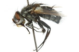  ( - CNC DIPTERA 104879)  @13 [ ] CreativeCommons - Attribution (2011) CNC/CBG Photography Group Centre for Biodiversity Genomics