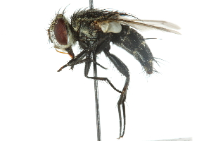  ( - CNC DIPTERA 104881)  @13 [ ] CreativeCommons - Attribution (2011) CNC/CBG Photography Group Centre for Biodiversity Genomics
