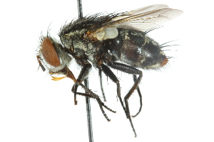  (Spallanzania hesperidarum - CNC DIPTERA 104882)  @13 [ ] CreativeCommons - Attribution (2011) CNC/CBG Photography Group Centre for Biodiversity Genomics