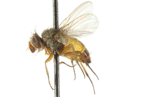  ( - CNC DIPTERA 104954)  @14 [ ] CreativeCommons - Attribution (2011) CNC/CBG Photography Group Centre for Biodiversity Genomics