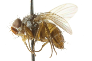  ( - CNC DIPTERA 104955)  @12 [ ] CreativeCommons - Attribution (2011) CNC/CBG Photography Group Centre for Biodiversity Genomics