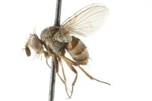  ( - CNC DIPTERA 104959)  @14 [ ] CreativeCommons - Attribution (2011) CNC/CBG Photography Group Centre for Biodiversity Genomics