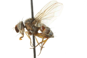  ( - CNC DIPTERA 104960)  @14 [ ] CreativeCommons - Attribution (2011) CNC/CBG Photography Group Centre for Biodiversity Genomics
