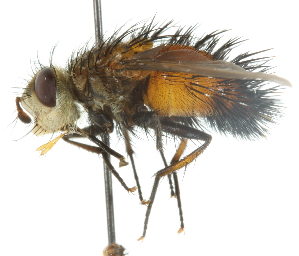  ( - CNC DIPTERA 105074)  @13 [ ] CreativeCommons - Attribution (2011) CNC/CBG Photography Group Centre for Biodiversity Genomics