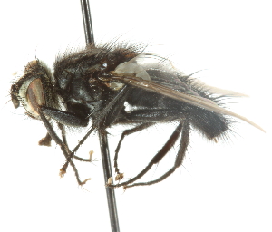  ( - CNC DIPTERA 105089)  @13 [ ] CreativeCommons - Attribution (2011) CNC/CBG Photography Group Centre for Biodiversity Genomics