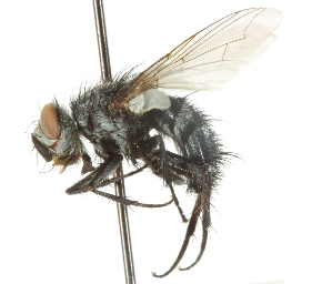  ( - CNC DIPTERA 105090)  @13 [ ] CreativeCommons - Attribution (2011) CNC/CBG Photography Group Centre for Biodiversity Genomics