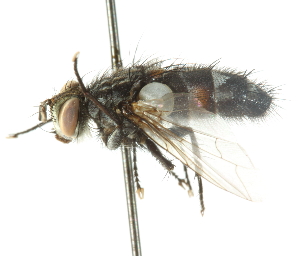  ( - CNC DIPTERA 105091)  @12 [ ] CreativeCommons - Attribution (2011) CNC/CBG Photography Group Centre for Biodiversity Genomics