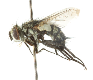  ( - CNC DIPTERA 105096)  @11 [ ] CreativeCommons - Attribution (2011) CNC/CBG Photography Group Centre for Biodiversity Genomics