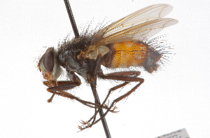  ( - CNC DIPTERA 105150)  @11 [ ] CreativeCommons - Attribution (2011) CNC/CBG Photography Group Centre for Biodiversity Genomics