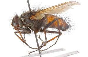  (Ptilodexia major - CNC DIPTERA 105153)  @14 [ ] CreativeCommons - Attribution (2011) CNC/CBG Photography Group Centre for Biodiversity Genomics