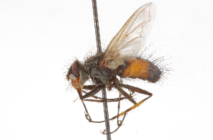  ( - CNC DIPTERA 105168)  @13 [ ] CreativeCommons - Attribution (2011) CNC/CBG Photography Group Centre for Biodiversity Genomics