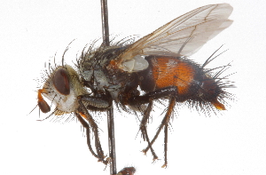  ( - CNC DIPTERA 105186)  @12 [ ] CreativeCommons - Attribution (2011) CNC/CBG Photography Group Centre for Biodiversity Genomics