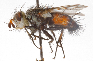  ( - CNC DIPTERA 105187)  @13 [ ] CreativeCommons - Attribution (2011) CNC/CBG Photography Group Centre for Biodiversity Genomics