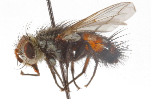  ( - CNC DIPTERA 105198)  @11 [ ] CreativeCommons - Attribution (2011) CNC/CBG Photography Group Centre for Biodiversity Genomics