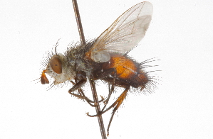  ( - CNC DIPTERA 105199)  @13 [ ] CreativeCommons - Attribution (2011) CNC/CBG Photography Group Centre for Biodiversity Genomics
