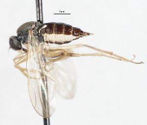  ( - CNC DIPTERA 105445)  @12 [ ] CreativeCommons - Attribution (2011) CNC/CBG Photography Group Centre for Biodiversity Genomics