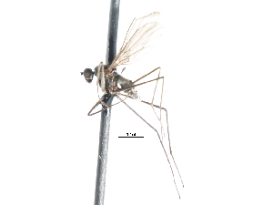  ( - CNC DIPTERA 103487)  @13 [ ] CreativeCommons - Attribution (2011) CNC/CBG Photography Group Centre for Biodiversity Genomics