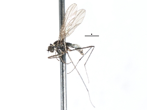  ( - CNC DIPTERA 103488)  @12 [ ] CreativeCommons - Attribution (2011) CNC/CBG Photography Group Centre for Biodiversity Genomics