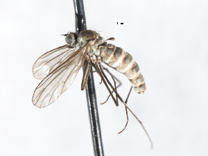  ( - CNC DIPTERA 103489)  @13 [ ] CreativeCommons - Attribution (2011) CNC/CBG Photography Group Centre for Biodiversity Genomics