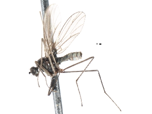  ( - CNC DIPTERA 103490)  @13 [ ] CreativeCommons - Attribution (2011) CNC/CBG Photography Group Centre for Biodiversity Genomics