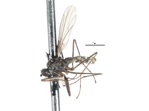  ( - CNC DIPTERA 103491)  @12 [ ] CreativeCommons - Attribution (2011) CNC/CBG Photography Group Centre for Biodiversity Genomics