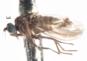  ( - CNC DIPTERA 103300)  @11 [ ] CreativeCommons - Attribution (2011) CNC/CBG Photography Group Centre for Biodiversity Genomics