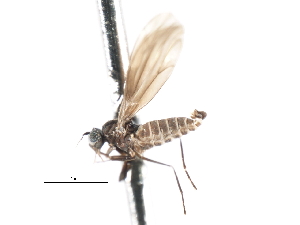  ( - CNC DIPTERA 103305)  @11 [ ] CreativeCommons - Attribution (2011) CNC/CBG Photography Group Centre for Biodiversity Genomics