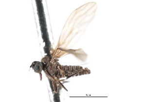  ( - CNC DIPTERA 103306)  @11 [ ] CreativeCommons - Attribution (2011) CNC/CBG Photography Group Centre for Biodiversity Genomics