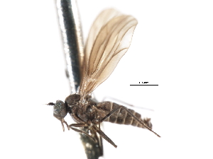  ( - CNC DIPTERA 103308)  @11 [ ] CreativeCommons - Attribution (2011) CNC/CBG Photography Group Centre for Biodiversity Genomics