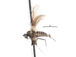  ( - CNC DIPTERA 103309)  @11 [ ] CreativeCommons - Attribution (2011) CNC/CBG Photography Group Centre for Biodiversity Genomics