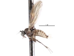  ( - CNC DIPTERA 103314)  @11 [ ] CreativeCommons - Attribution (2011) CNC/CBG Photography Group Centre for Biodiversity Genomics