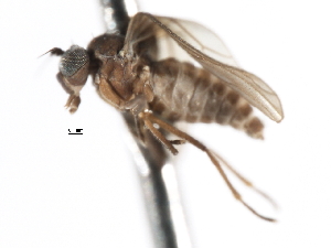  ( - CNC DIPTERA 103326)  @11 [ ] CreativeCommons - Attribution (2011) CNC/CBG Photography Group Centre for Biodiversity Genomics