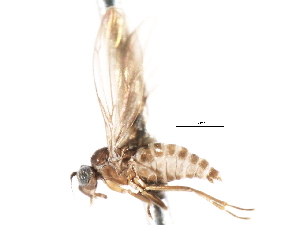  ( - CNC DIPTERA 103327)  @11 [ ] CreativeCommons - Attribution (2011) CNC/CBG Photography Group Centre for Biodiversity Genomics