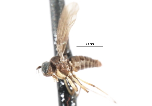  ( - CNC DIPTERA 103329)  @11 [ ] CreativeCommons - Attribution (2011) CNC/CBG Photography Group Centre for Biodiversity Genomics