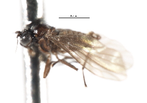  ( - CNC DIPTERA 103330)  @11 [ ] CreativeCommons - Attribution (2011) CNC/CBG Photography Group Centre for Biodiversity Genomics