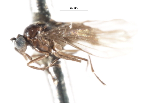  ( - CNC DIPTERA 103332)  @11 [ ] CreativeCommons - Attribution (2011) CNC/CBG Photography Group Centre for Biodiversity Genomics
