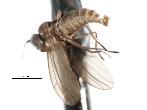  ( - CNC DIPTERA 103335)  @11 [ ] CreativeCommons - Attribution (2011) CNC/CBG Photography Group Centre for Biodiversity Genomics