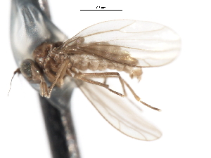  ( - CNC DIPTERA 103336)  @11 [ ] CreativeCommons - Attribution (2011) CNC/CBG Photography Group Centre for Biodiversity Genomics