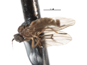  ( - CNC DIPTERA 103337)  @11 [ ] CreativeCommons - Attribution (2011) CNC/CBG Photography Group Centre for Biodiversity Genomics